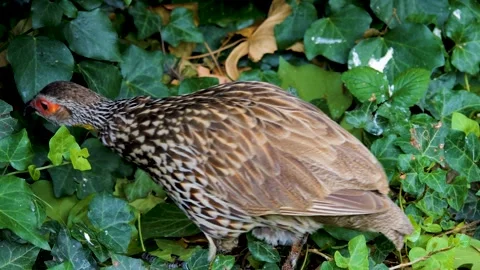 A yellow necked Francolin walking  Stock Footage 256167012