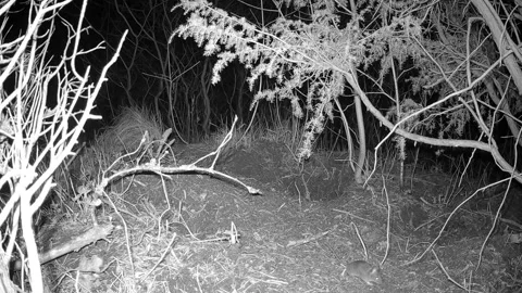 Yellow-necked mouse Stock Footage 339768724
