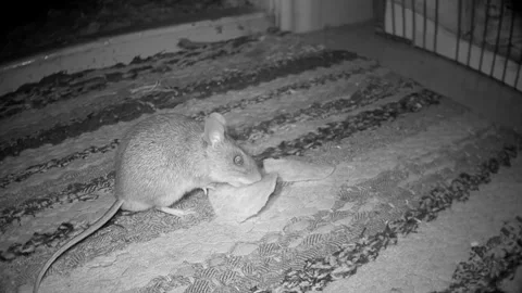 Yellow-necked mouse Stock Footage 339768810