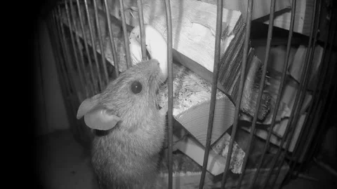 Yellow-necked mouse Stock Footage 339768842