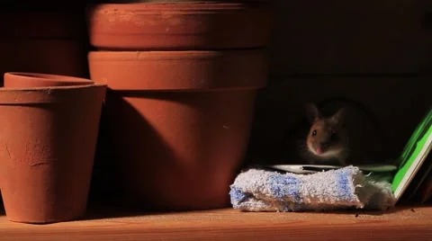 Yellow-necked mouse in a shelf Stock Footage 40705828