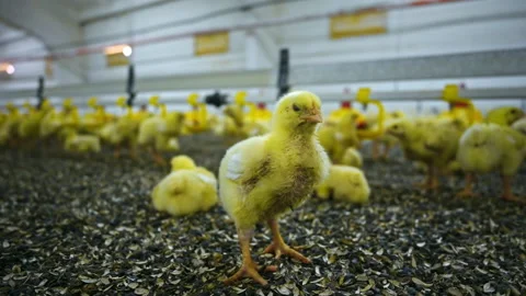 Yellow newborn chicken broilers at the poultry farm. Indoors chicken farm  Stock-Footage 158319574