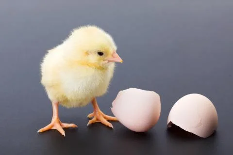 Yellow newborn chicken with egg shells Stock Photos