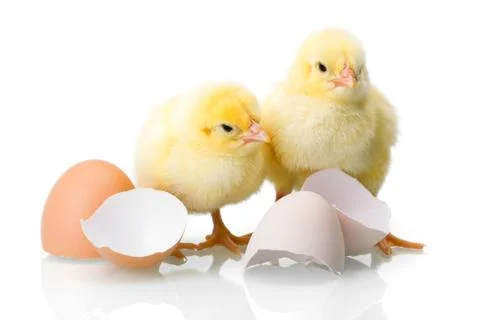 Yellow newborn chickens with egg shells Foto stock