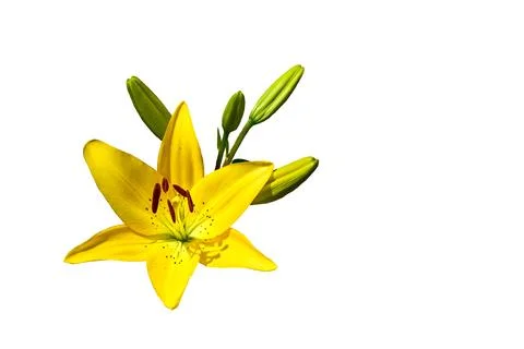 Yellow nice lily flower with unopened buds on white Stock Illustration