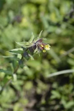Yellow nonea Stock Photos