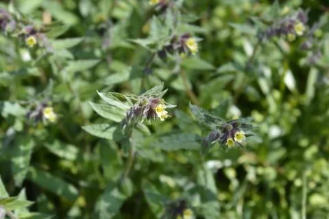Yellow nonea Stock Photos