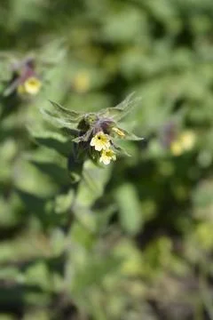 Yellow nonea Stock Photos