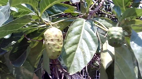 Yellow noni fruit hanging on the tree. Morinda citrifolia. Stock Footage 119866032