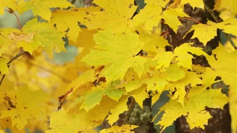 Yellow Norway maple leaves moving in slight wind during autumn foliage Stock Footage 142202149