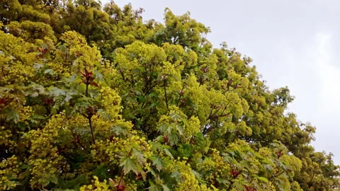Yellow Norway Maple Tree Blossoms Against Cloudy Sky In Spring Video stock 335203521