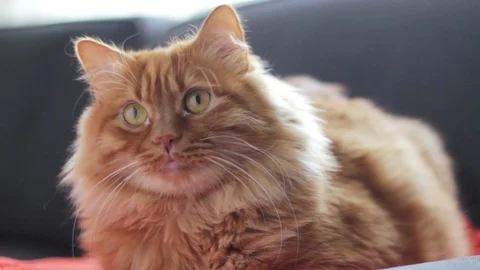 Yellow norwegian forest cat follows something with his eyes Stock Footage 98984053