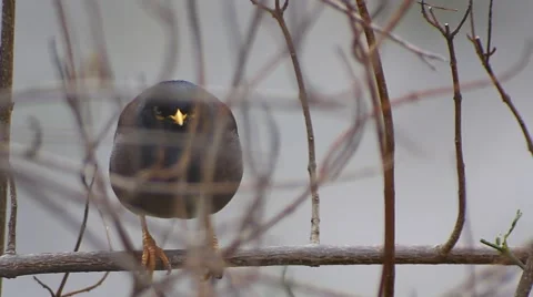 Yellow nose Bird on a fig tree  Video stock 47313499