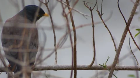 Yellow nose Bird on a fig tree  Video stock 47313874