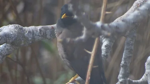 Yellow nose Bird on a fig tree  Video stock 47314045
