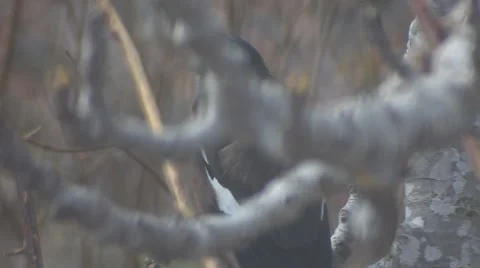 Yellow nose Bird on a fig tree  Video stock 47314110