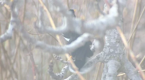 Yellow nose Bird on a fig tree  Video stock 47314229