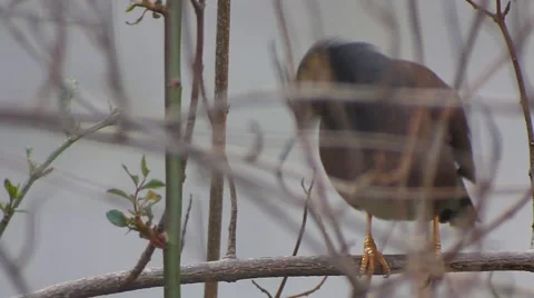 Yellow nose Bird on a fig tree  Video stock 47314304
