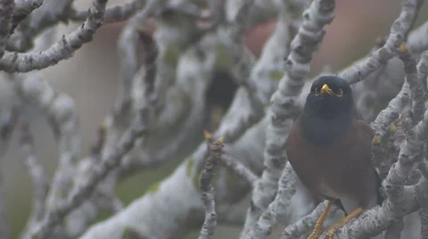 Yellow nose Bird on a fig tree  Video stock 47314579