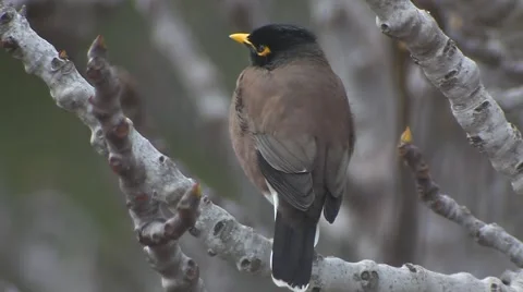 Yellow nose Bird on a fig tree  Video stock 47315024