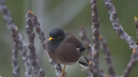 Yellow nose Bird on a fig tree  Video stock 47315242