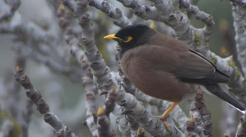 Yellow nose Bird on a fig tree  Video stock 47315302