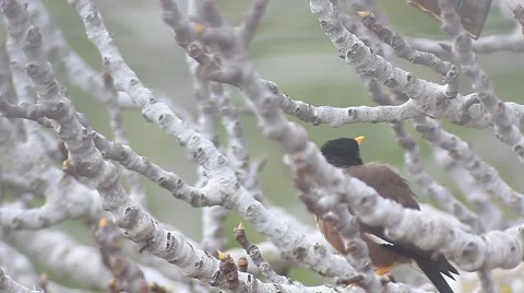 Yellow nose Bird on a fig tree  Video stock 47315489
