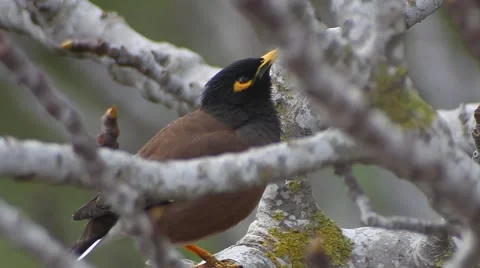 Yellow nose Bird on a fig tree  Video stock 47315626