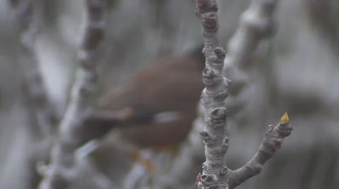 Yellow nose Bird on a fig tree  Video stock 47315836