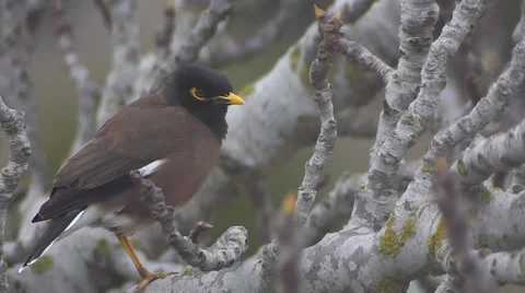Yellow nose Bird on a fig tree Video stock 47315847