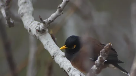 Yellow nose Bird on a fig tree Video stock 47316495