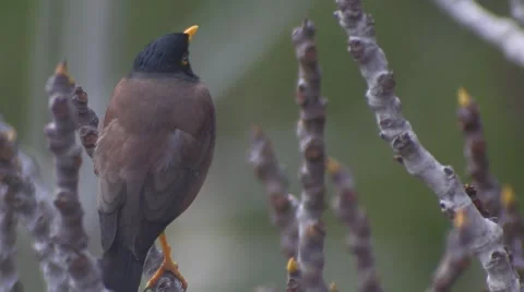Yellow nose Bird on a fig tree Video stock 47318534