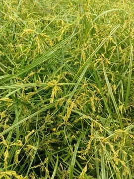 Yellow nut grass. Stock Photos