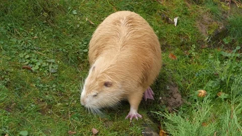 Yellow nutria eats a grass Stock Footage 228871401