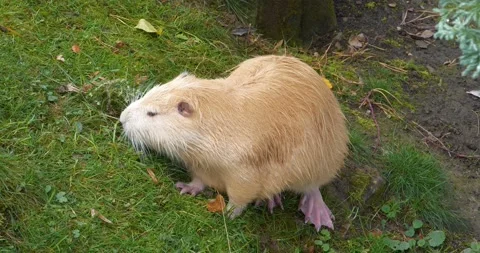 Yellow nutria with pink paws eats a grass, cinema 4K 60fps video Stock Footage 222588779
