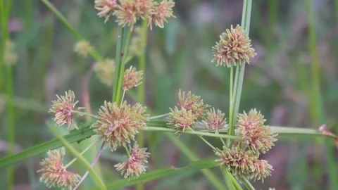 Yellow nutsedge flower closeup, Cyperus esculentus plants and flowers Stock Footage 290933394