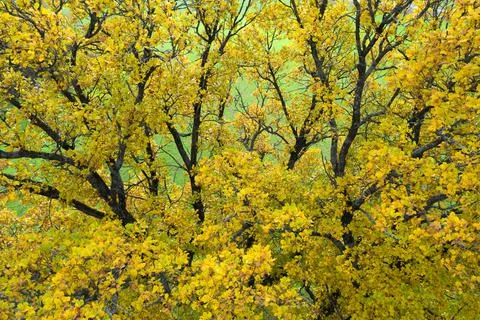 Yellow oak branches Stock Photos