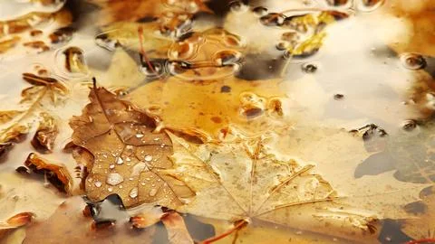 Yellow oak leaf covered with large drops of water lies in the water on an a.. Stock Photos