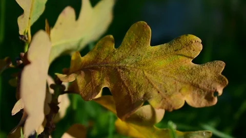 Yellow oak leaf Stock Footage 116024582