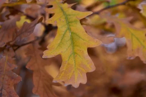 Yellow oak leaf with green veins Stock Photos