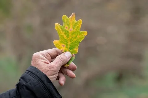 A yellow oak leaf in the hands of a man.The concept of approaching autumn. Stock Photos