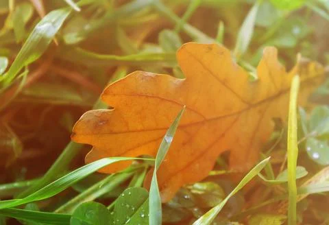 Yellow oak leaf lit by the setting sun in green grass Fotos de archivo