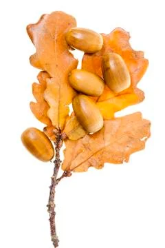Yellow oak leaf Foto stock