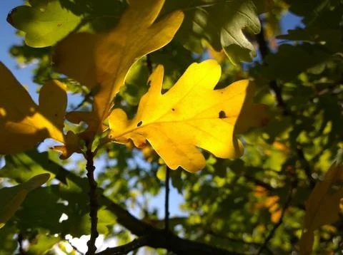 Yellow oak leaf Stock Photos