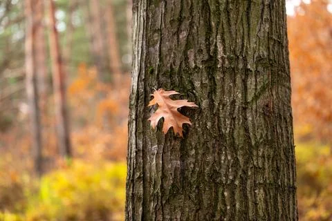 Yellow oak leaf on the tree trunk Stock Photos