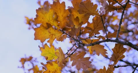 Yellow oak leafs on wind. Stock Footage 143613009