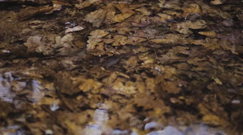 Yellow oak leaves on the bottom of the cold mountain river Stock Footage 48868333