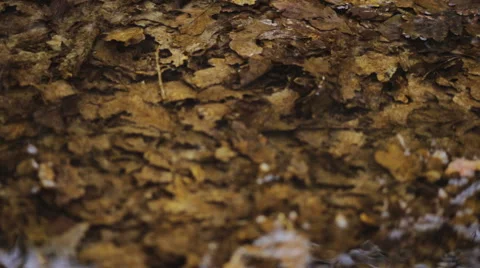 Yellow oak leaves on the bottom of the cold mountain river Stock Footage 48868894