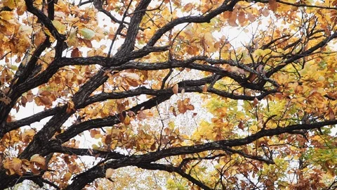 Yellow oak leaves fall from the tree Stock Footage 119015734