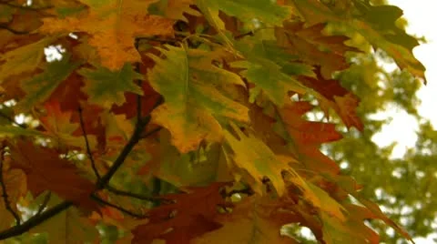 Yellow oak leaves Stock Footage 12515737